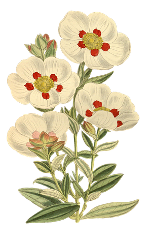Flower Stickers - 2018 messages sticker-4