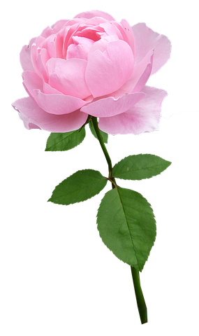 Flower Stickers - 2018 messages sticker-2