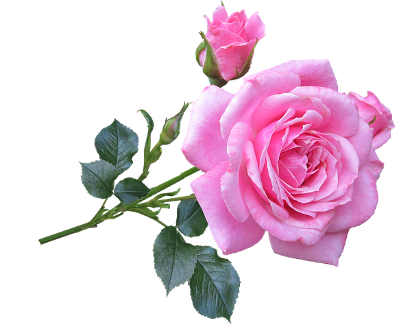 Flower Stickers - 2018 messages sticker-9