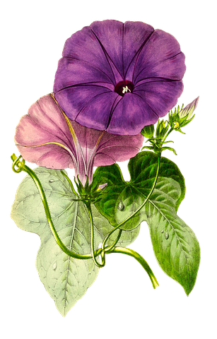 Flower Stickers - 2018 messages sticker-1