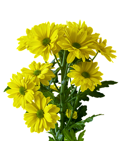 Flower Stickers - 2018 messages sticker-11