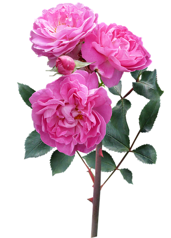 Flower Stickers - 2018 messages sticker-7