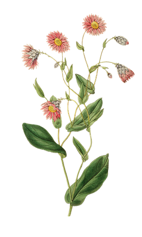 Flower Stickers - 2018 messages sticker-3