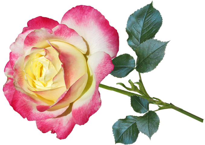 Flower Stickers - 2018 messages sticker-5