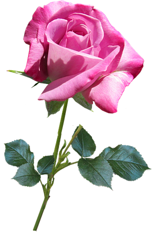 Flower Stickers - 2018 messages sticker-8