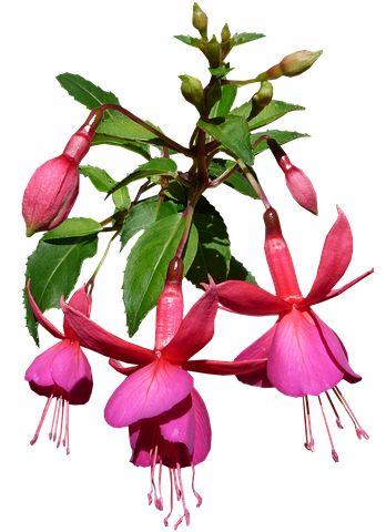 Flower Stickers - 2018 messages sticker-6