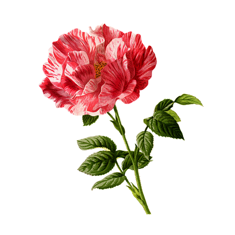 Flower Stickers - 2018 messages sticker-10