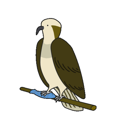 Birds of Play–Animated! messages sticker-3