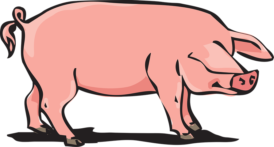 Pig Stickers - Sid Y messages sticker-4