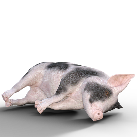 Pig Stickers - Sid Y messages sticker-7
