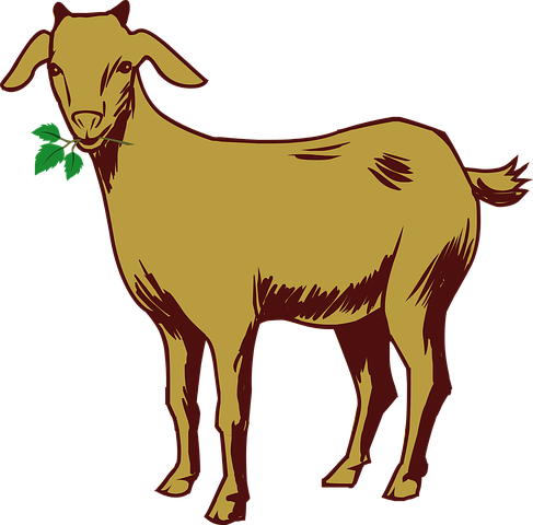 Goat Stickers - Sid Y messages sticker-6
