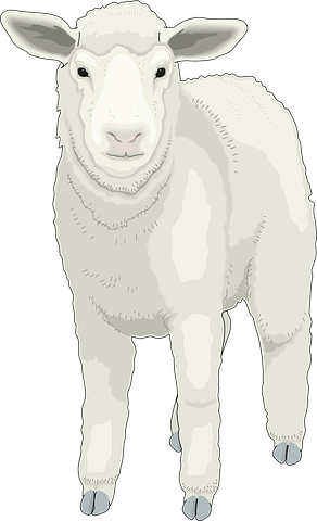 Sheep Stickers - Sid Y messages sticker-7
