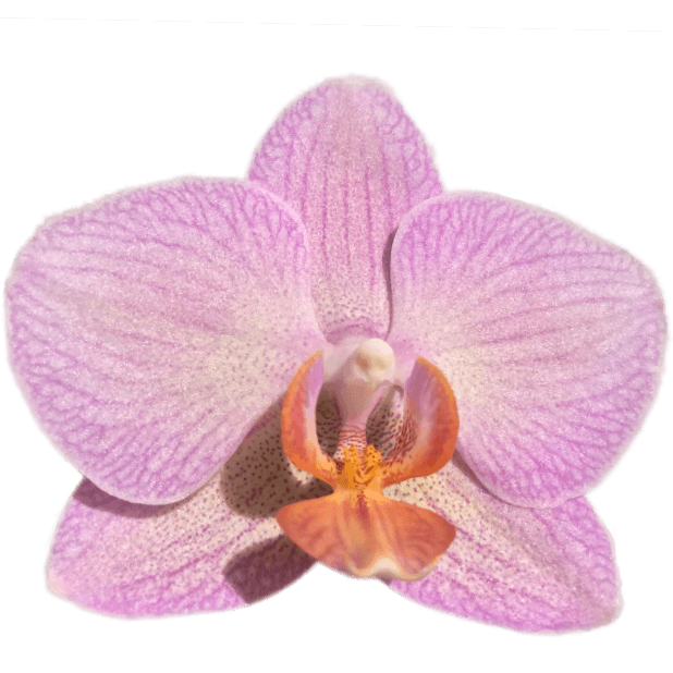 Real Orchids messages sticker-5