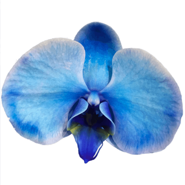 Real Orchids messages sticker-1