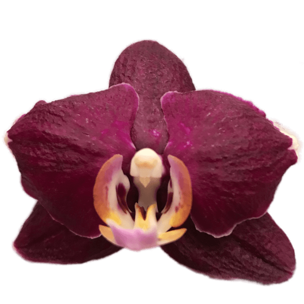 Real Orchids messages sticker-6