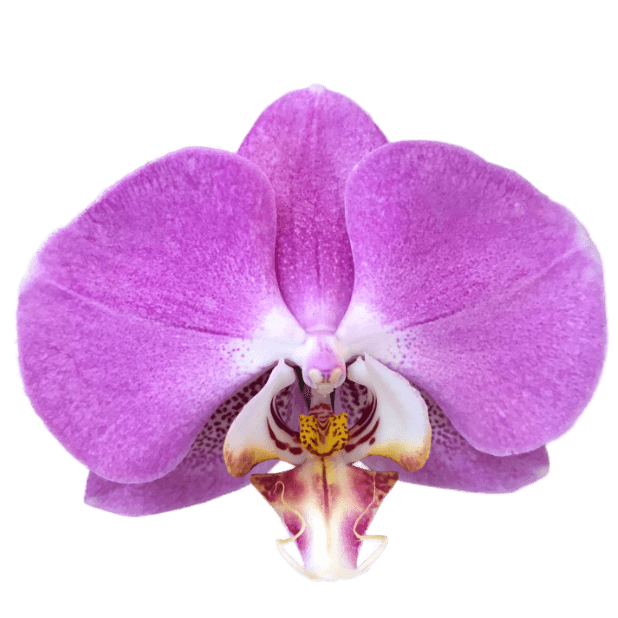 Real Orchids messages sticker-7