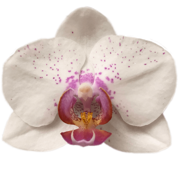 Real Orchids messages sticker-11