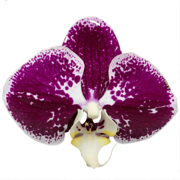 Real Orchids messages sticker-8