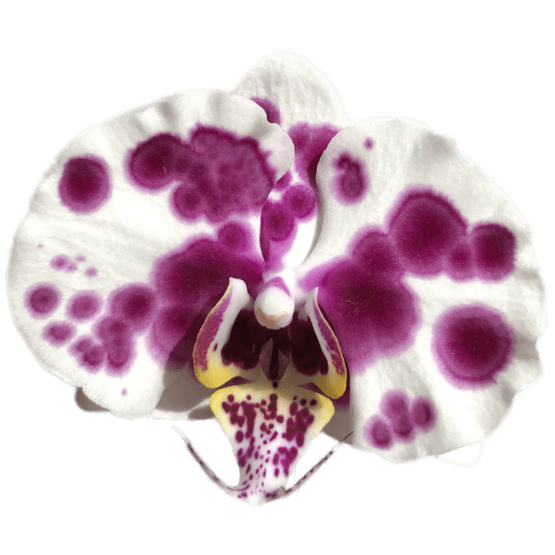 Real Orchids messages sticker-2