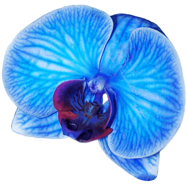 Real Orchids messages sticker-0