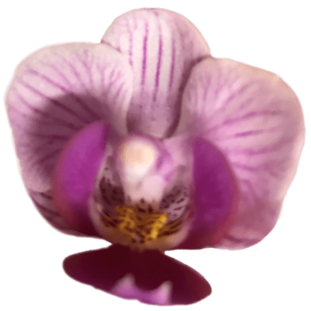 Real Orchids messages sticker-10
