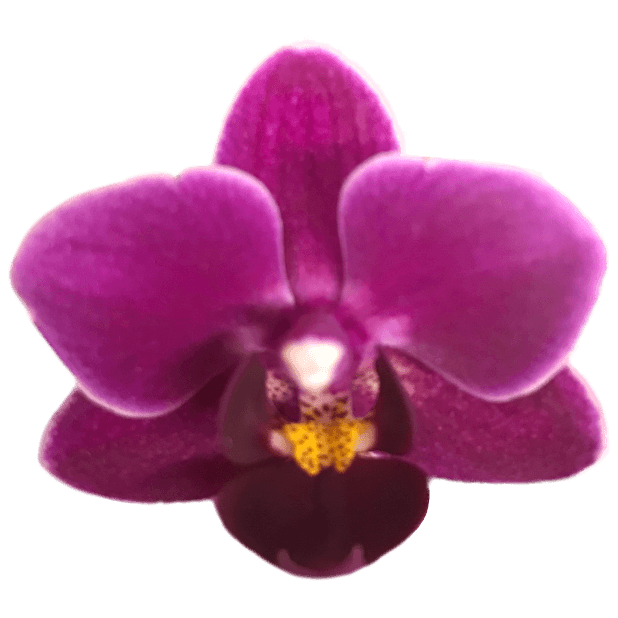 Real Orchids messages sticker-9