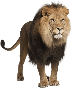 AnimalMoji Stickers messages sticker-4