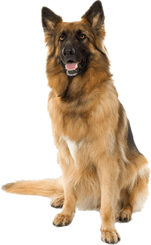 AnimalMoji Stickers messages sticker-3
