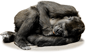 AnimalMoji Stickers messages sticker-5