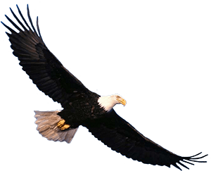 AnimalMoji Stickers messages sticker-0