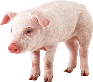 AnimalMoji Stickers messages sticker-10