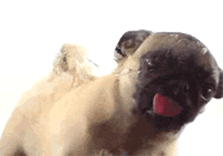 Animated Dog Stickers messages sticker-9
