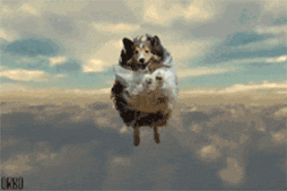 Animated Dog Stickers messages sticker-5