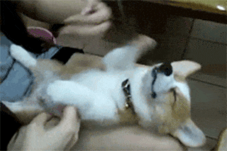 Animated Dog Stickers messages sticker-1