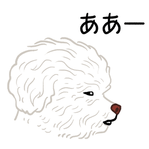 Yallet the bichon (taster) messages sticker-3