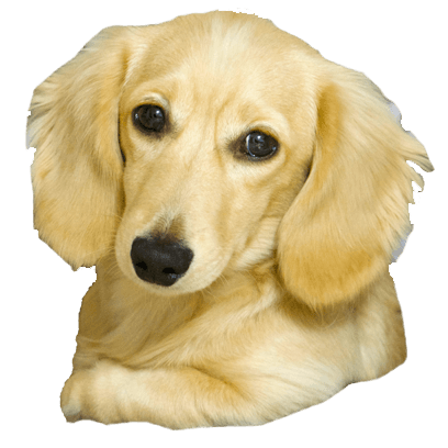 Cleo Daily Stickers messages sticker-5