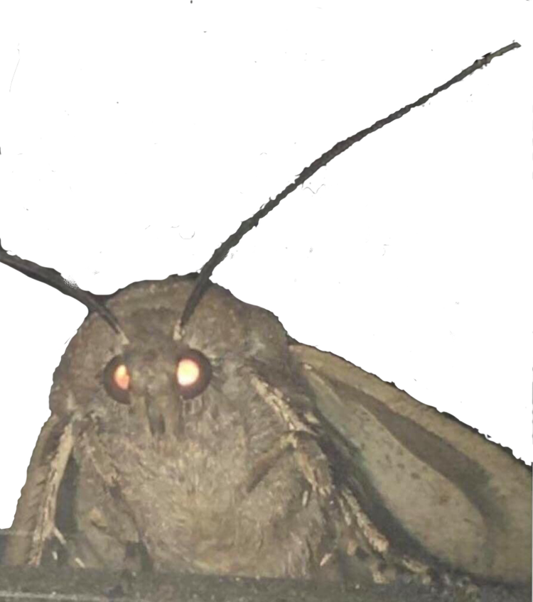 Meme Deep Fryer messages sticker-0