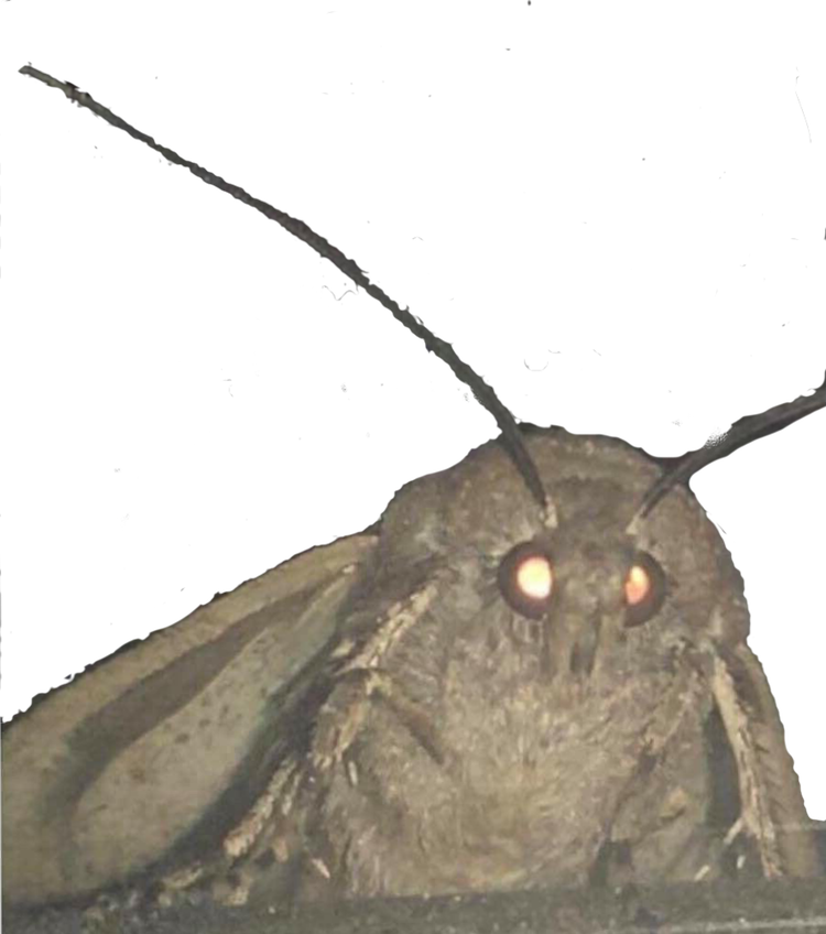 Meme Deep Fryer messages sticker-10