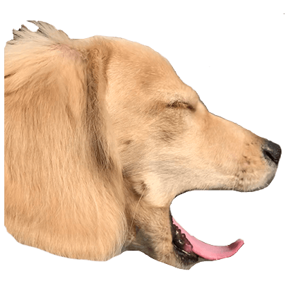 Cleo Daily Sticker Puppy Era messages sticker-1