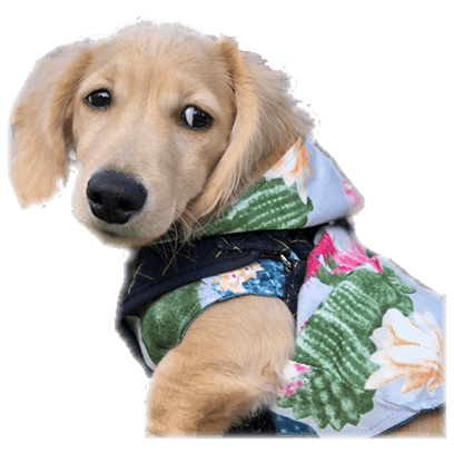 Cleo Daily Sticker Puppy Era messages sticker-10