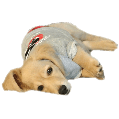 Cleo Daily Sticker Puppy Era messages sticker-8