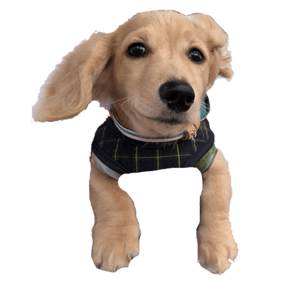 Cleo Daily Sticker Puppy Era messages sticker-4