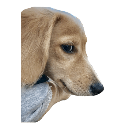 Cleo Daily Sticker Puppy Era messages sticker-2