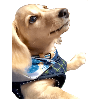 Cleo Daily Sticker Puppy Era messages sticker-6