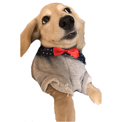 Cleo Daily Sticker Puppy Era messages sticker-7