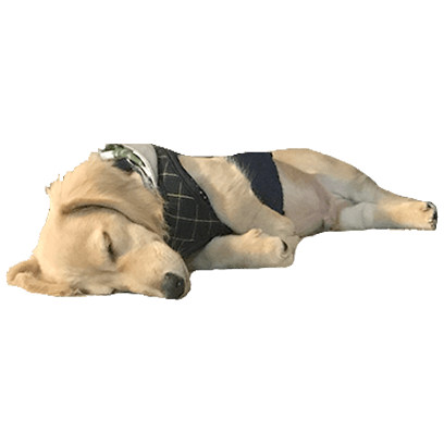 Cleo Daily Sticker Puppy Era messages sticker-3