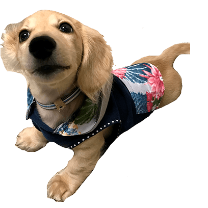 Cleo Daily Sticker Puppy Era messages sticker-5