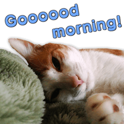 A fun cat message sticker messages sticker-8