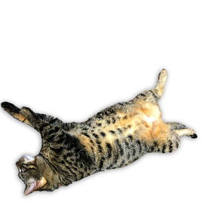 A fun cat message sticker messages sticker-6