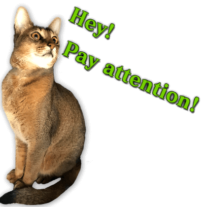 A fun cat message sticker messages sticker-4